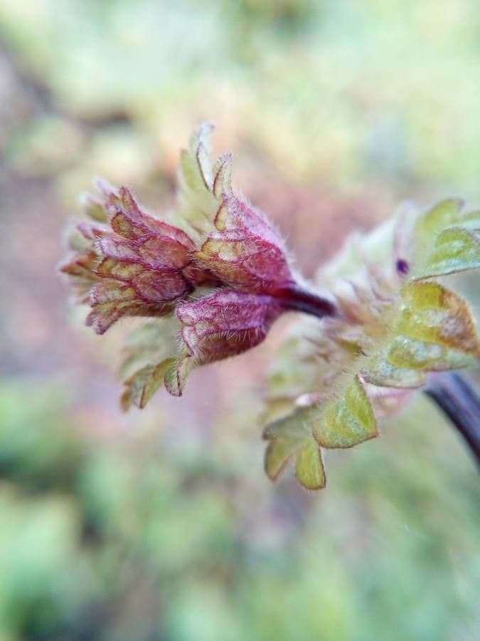 Henbit 20