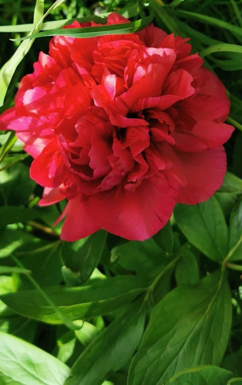 Common garden peony 26