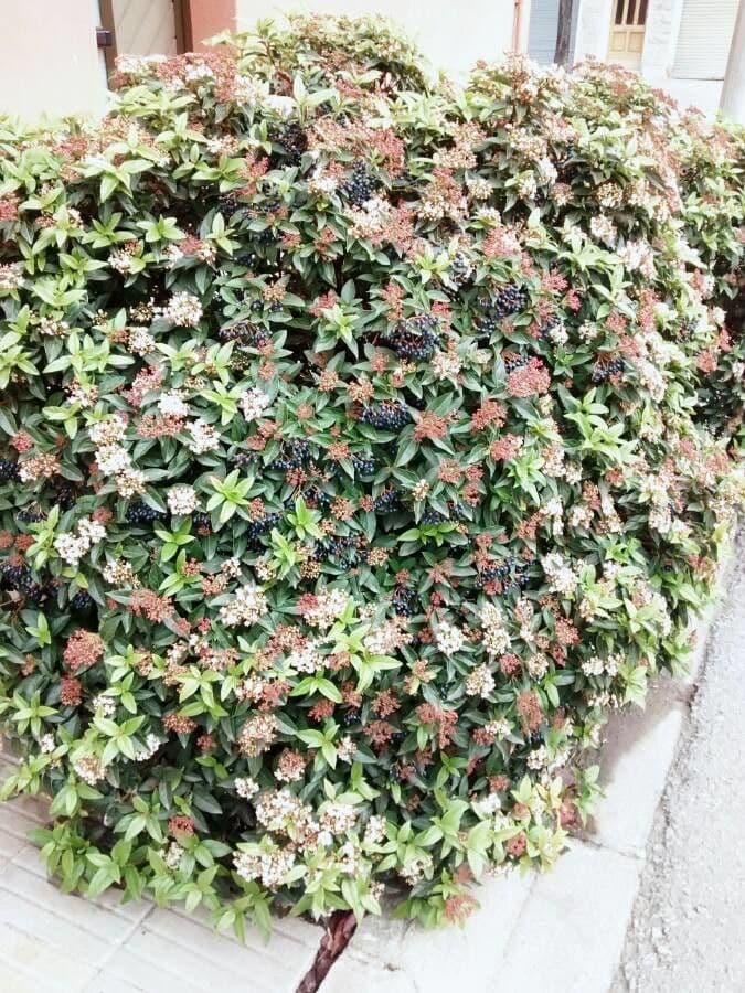 Laurustinus 4