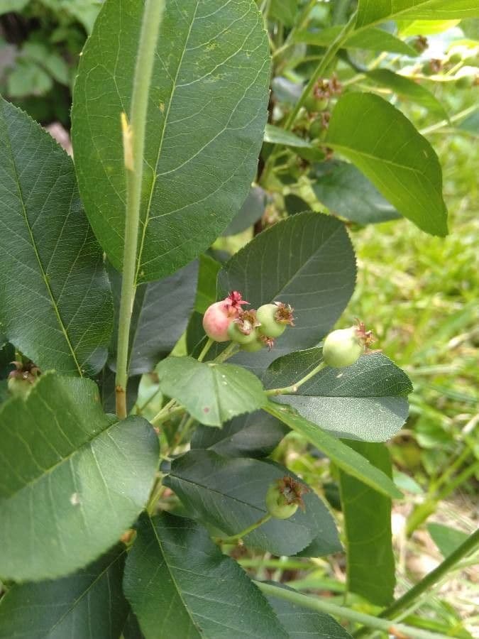 Pacific serviceberry