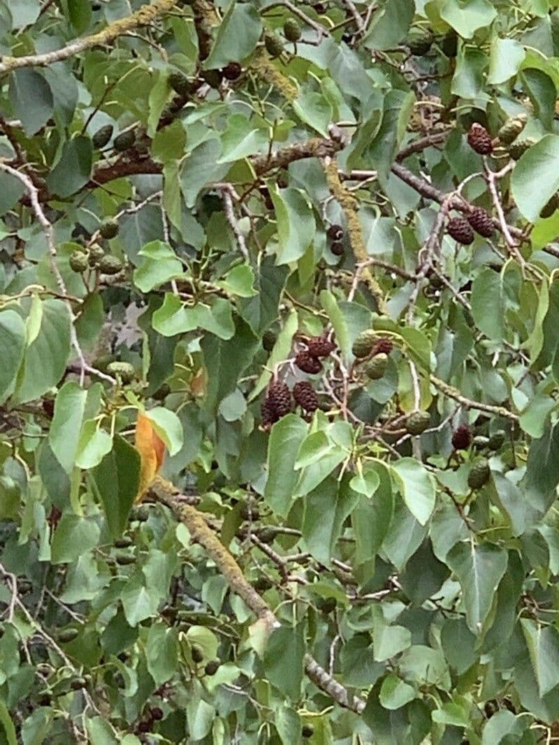 Italian alder 14