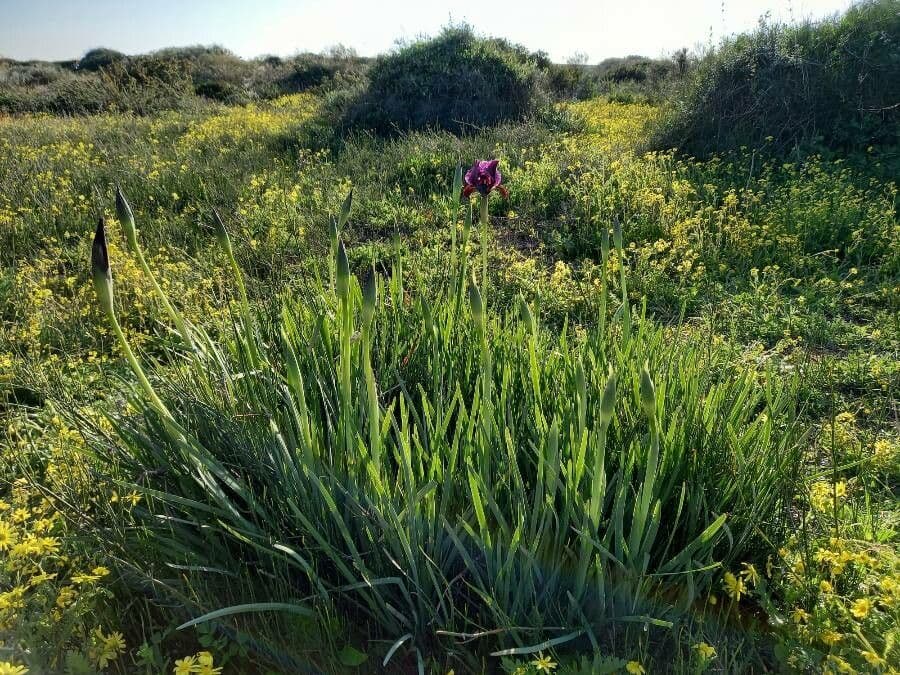 Coastal iris 2