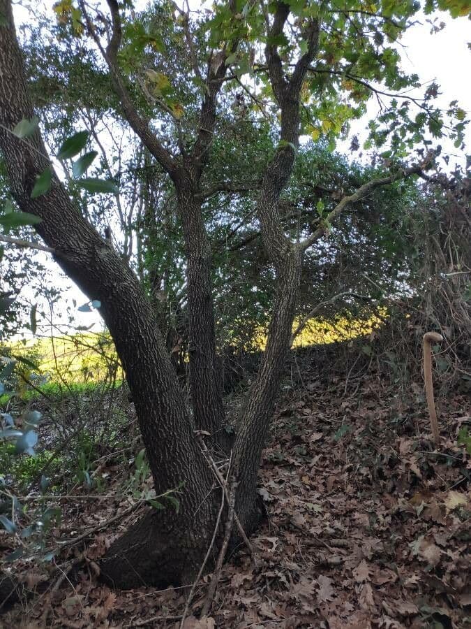 Pedunculate oak 13
