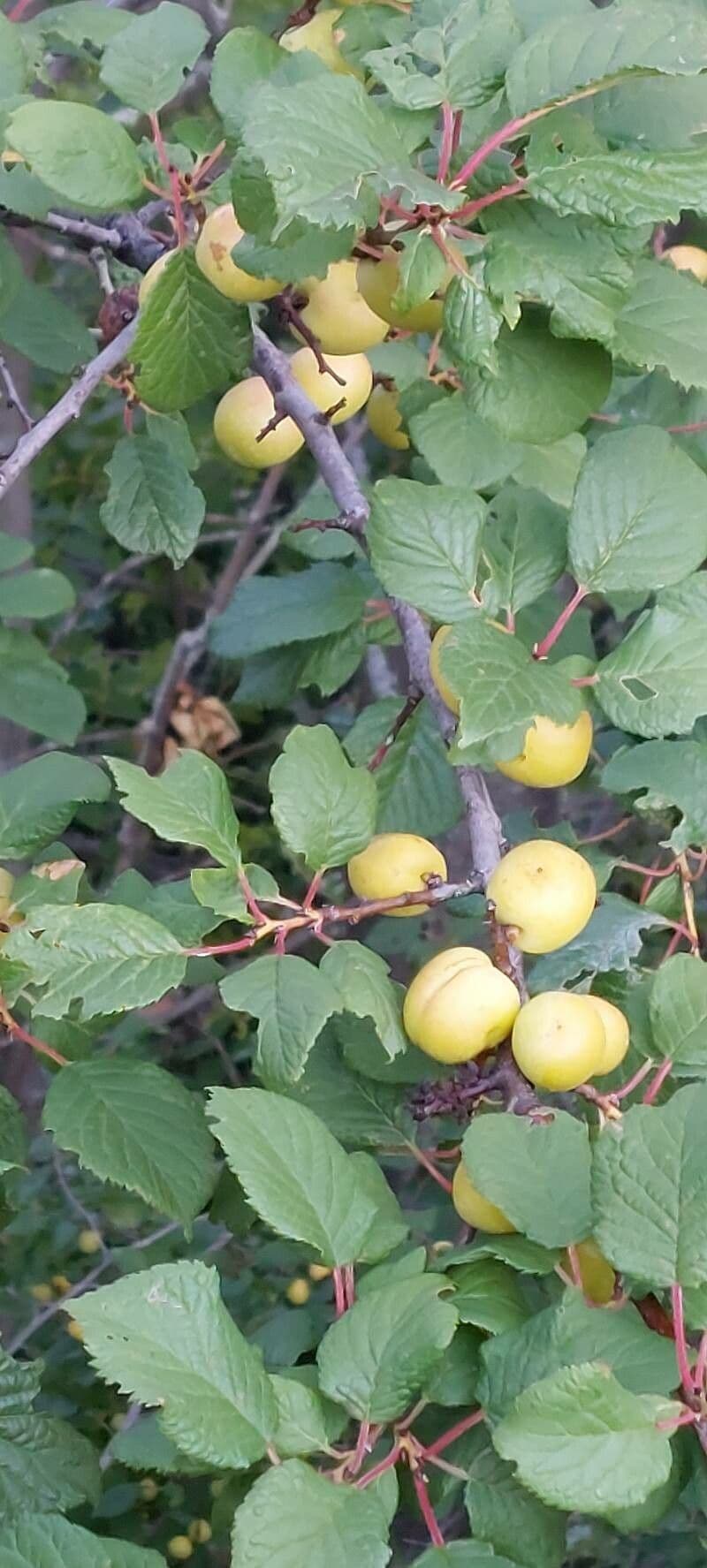 Briançon apricot 20