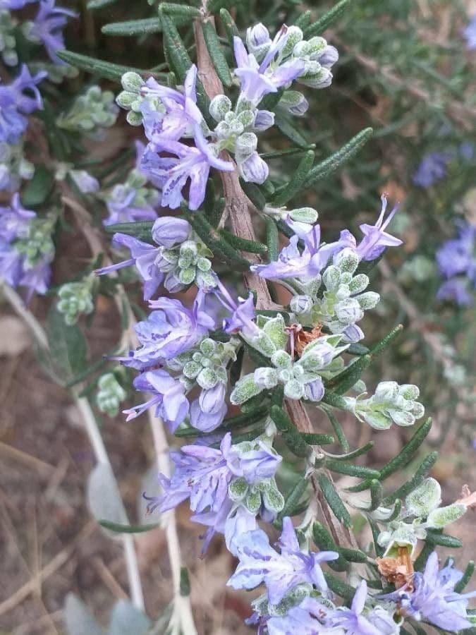 Rosemary 10