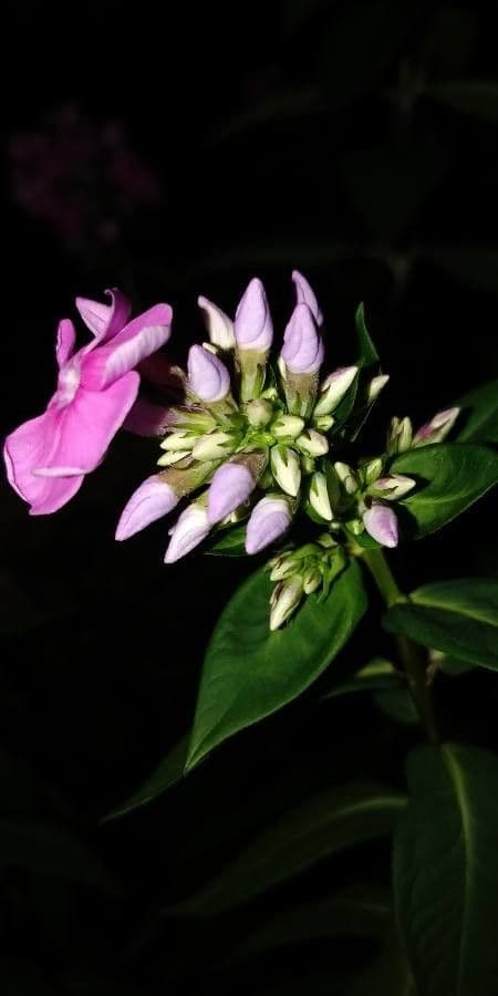 Garden phlox 29