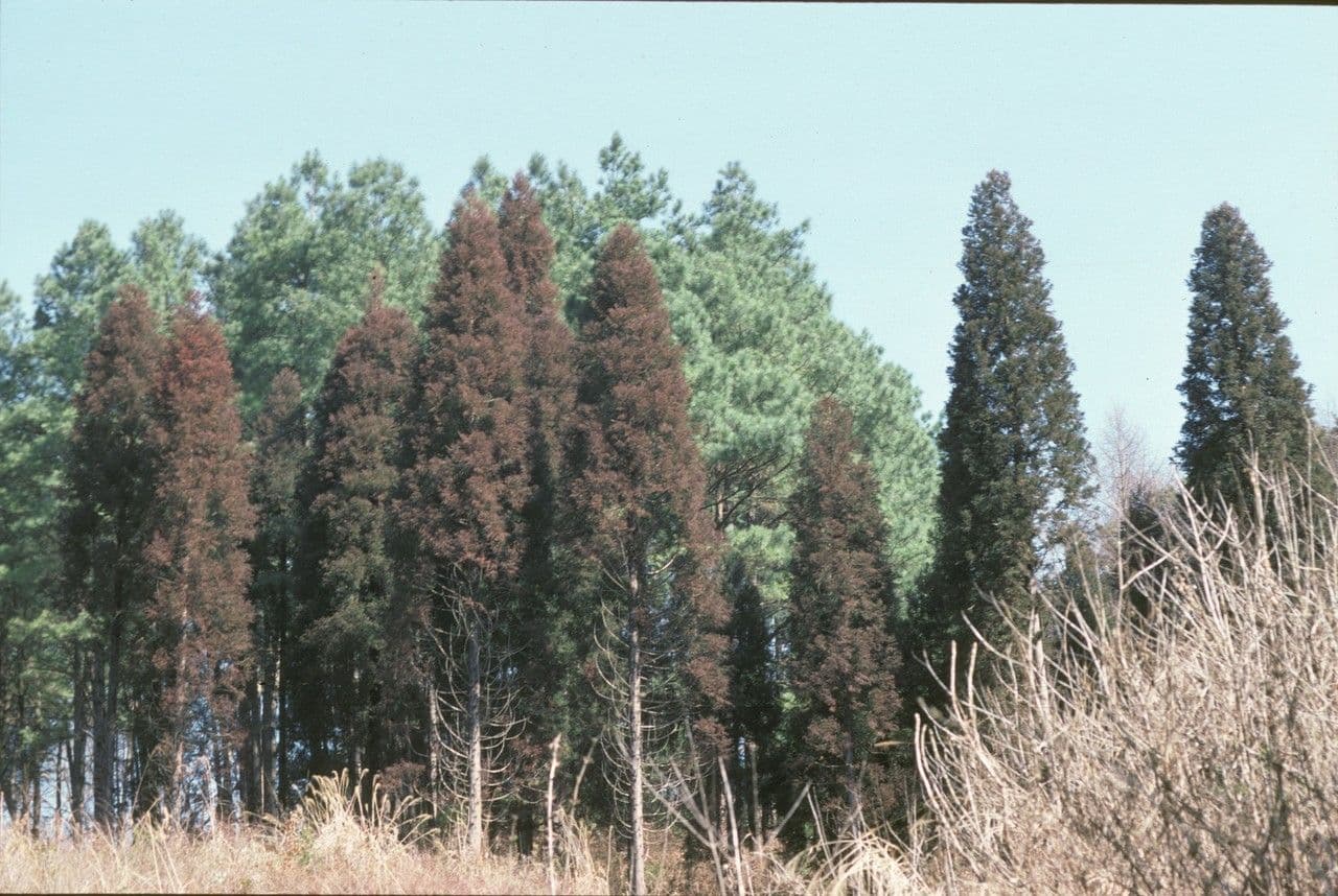 Japanese red-cedar 12