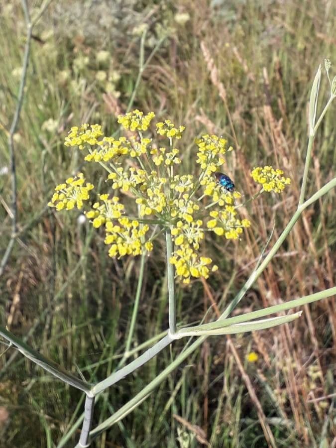 Fennel 8