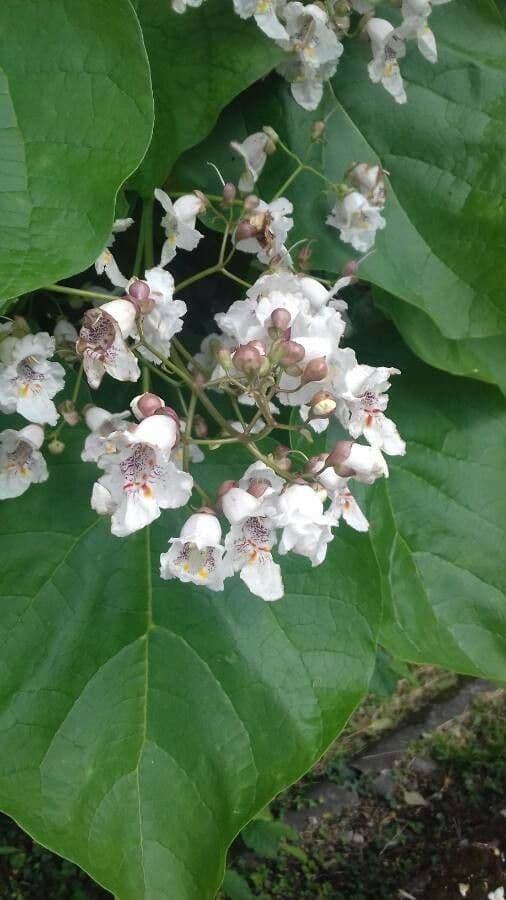 Northern catalpa 14