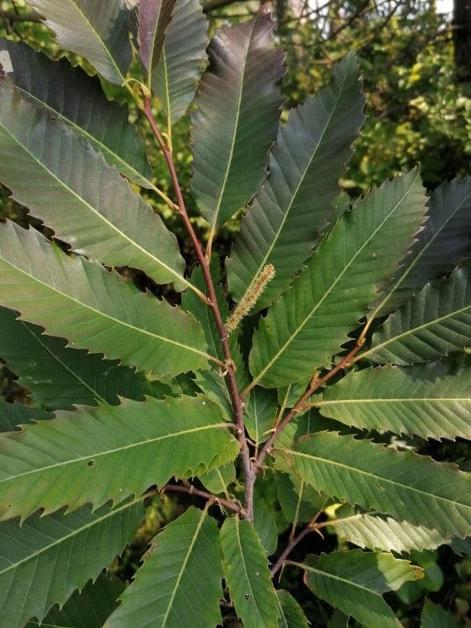 Japanese chestnut 18