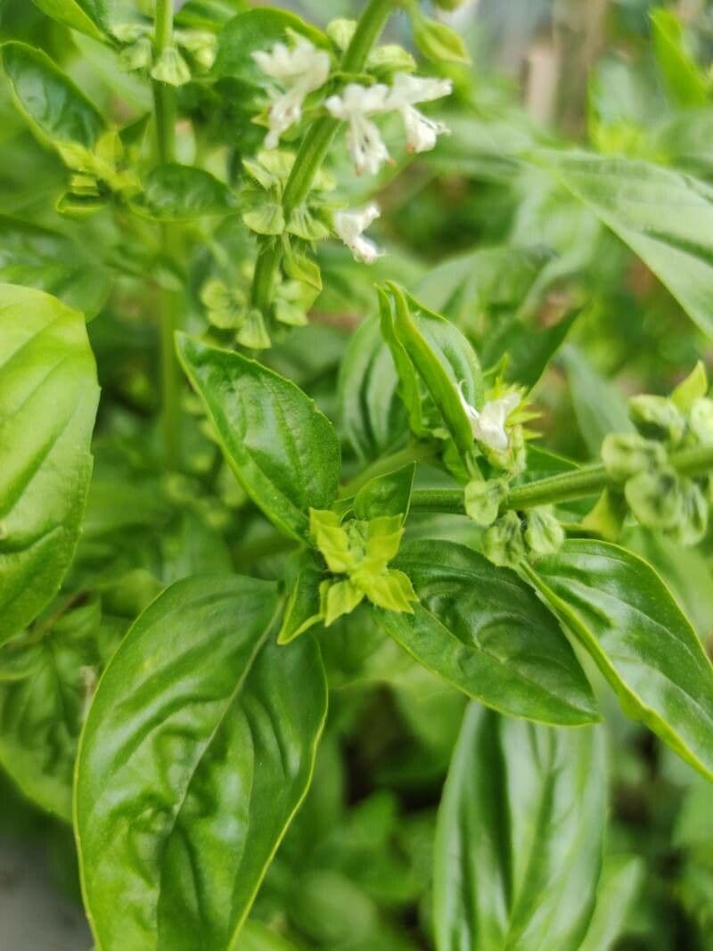 Basil 25