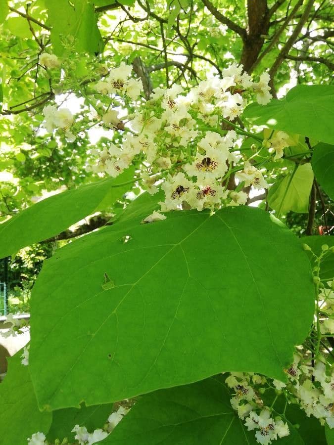 Chinese catalpa 9