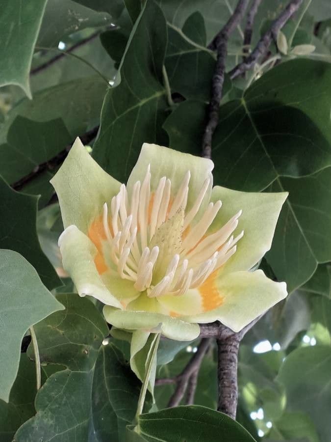 Tulip-poplar 8