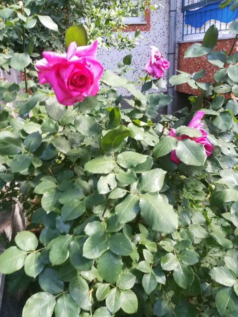 Bengal rose 29