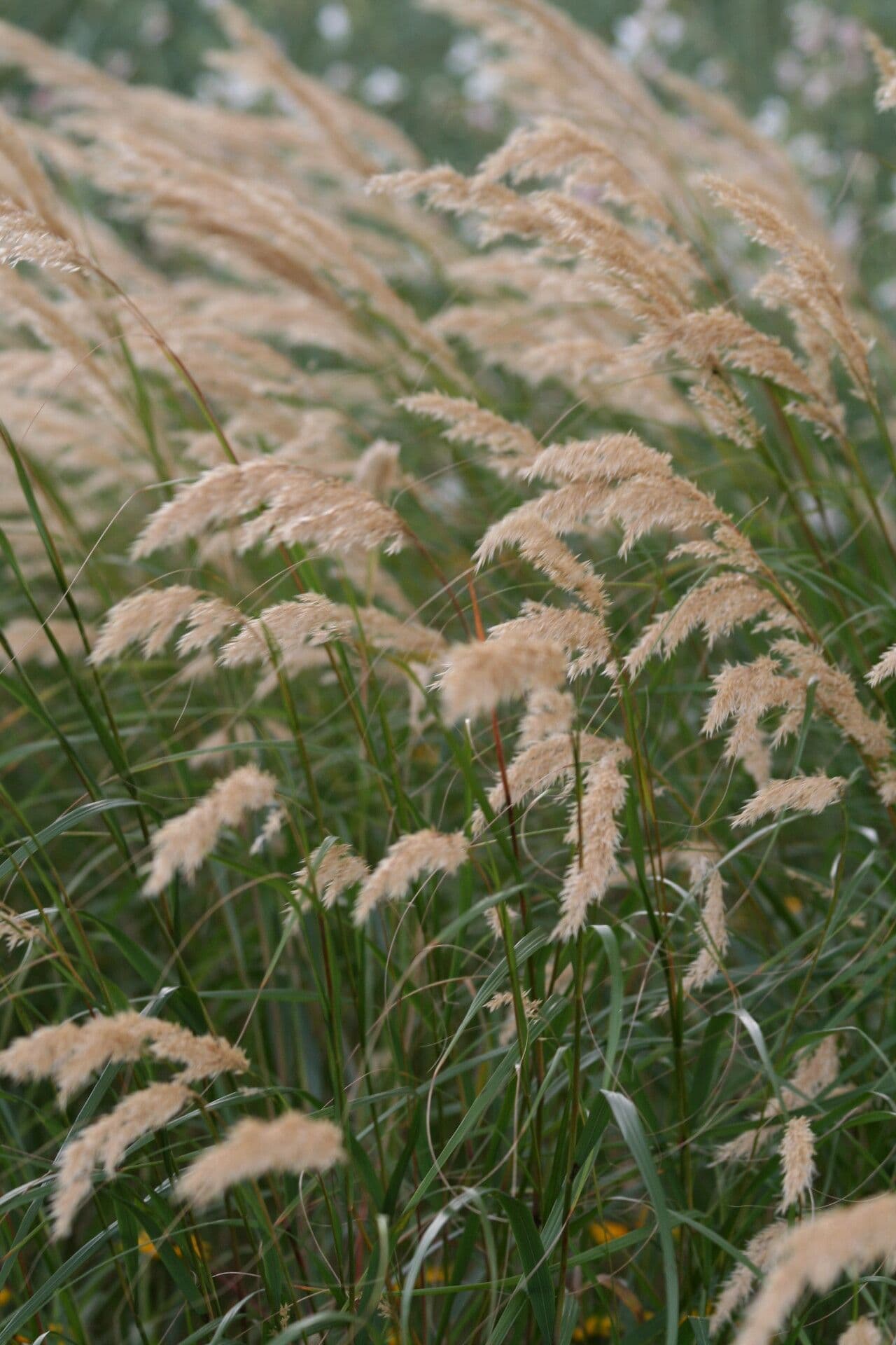 Needle grass 2
