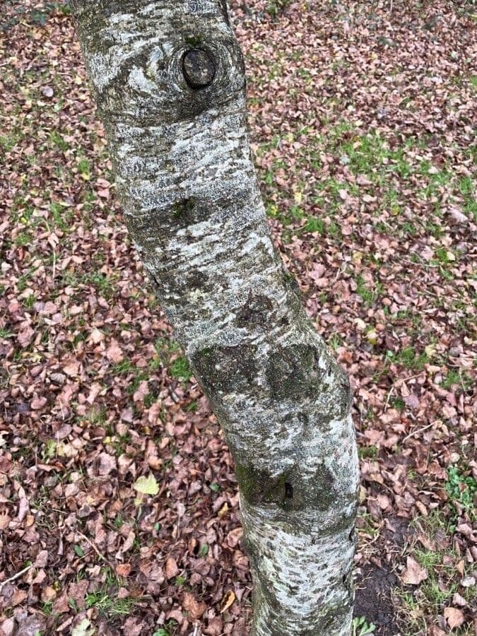 Italian alder 21