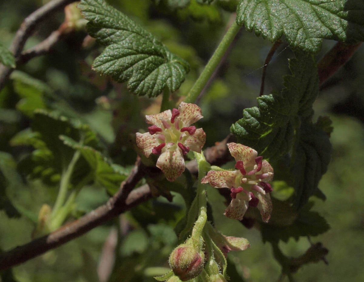 Mapleleaf currant