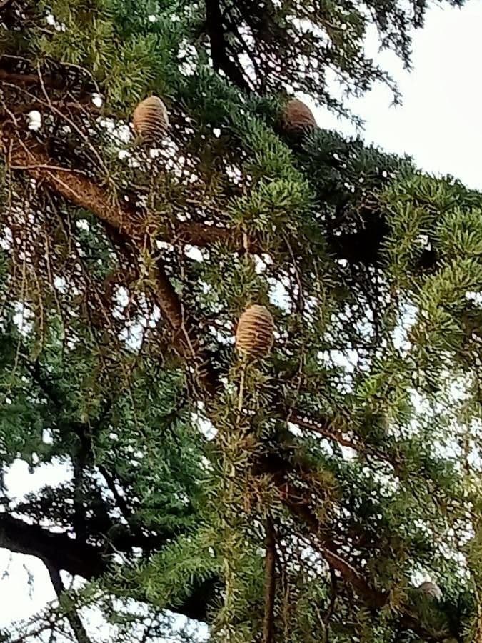 Cedar of lebanon 3