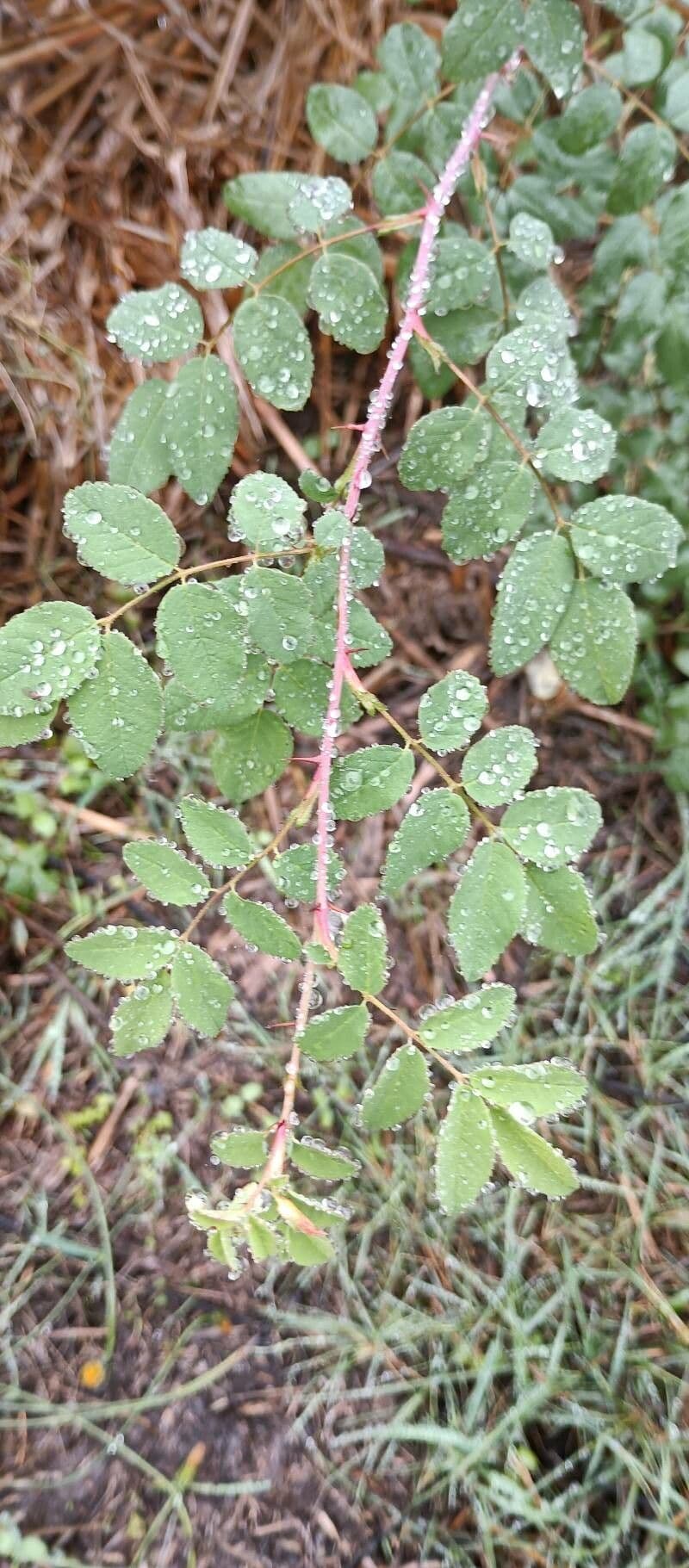 California rose 6