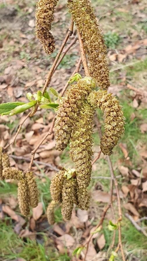 Green alder 9