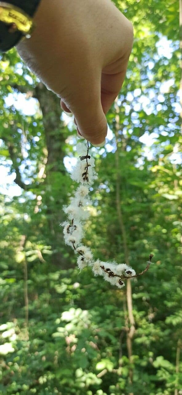 European aspen 2