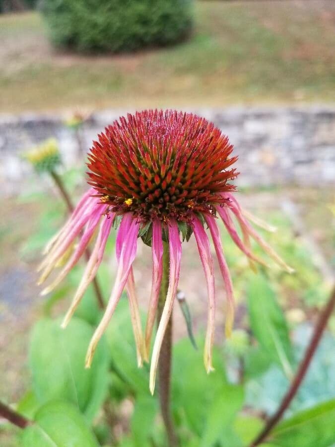 Pale echinacea 12