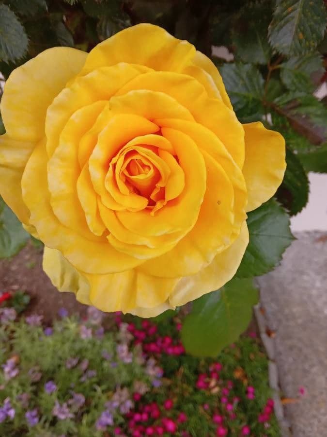 Cyme rose 2