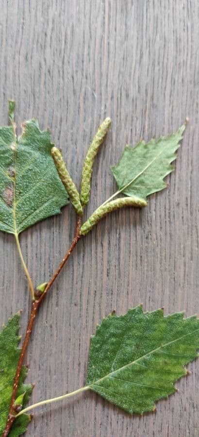 European white birch 7