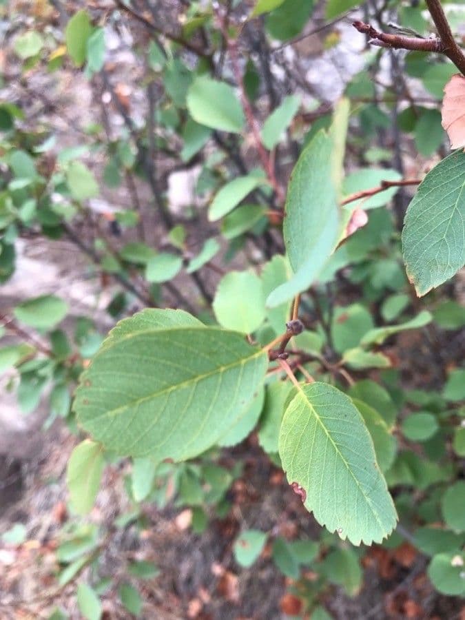 Pacific serviceberry 14