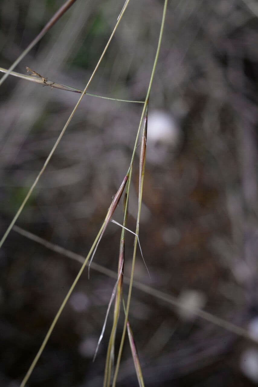 Dwarf feather grass 3