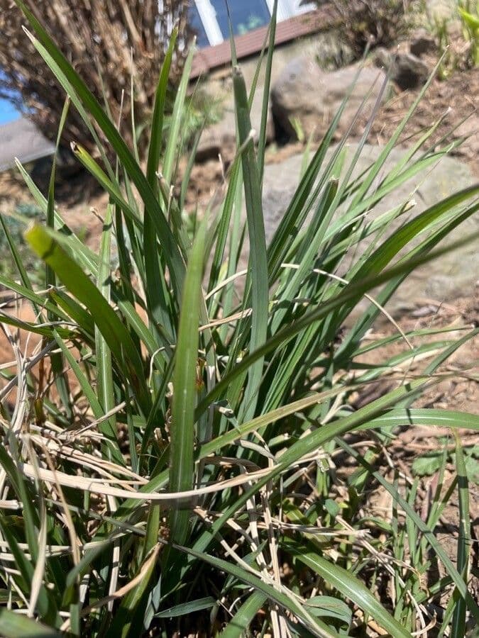 Blue moor grass 20