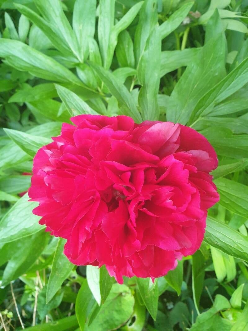 Common garden peony 7