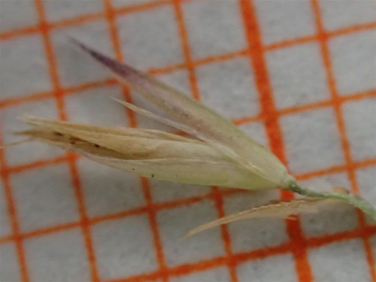 Needle grass 14