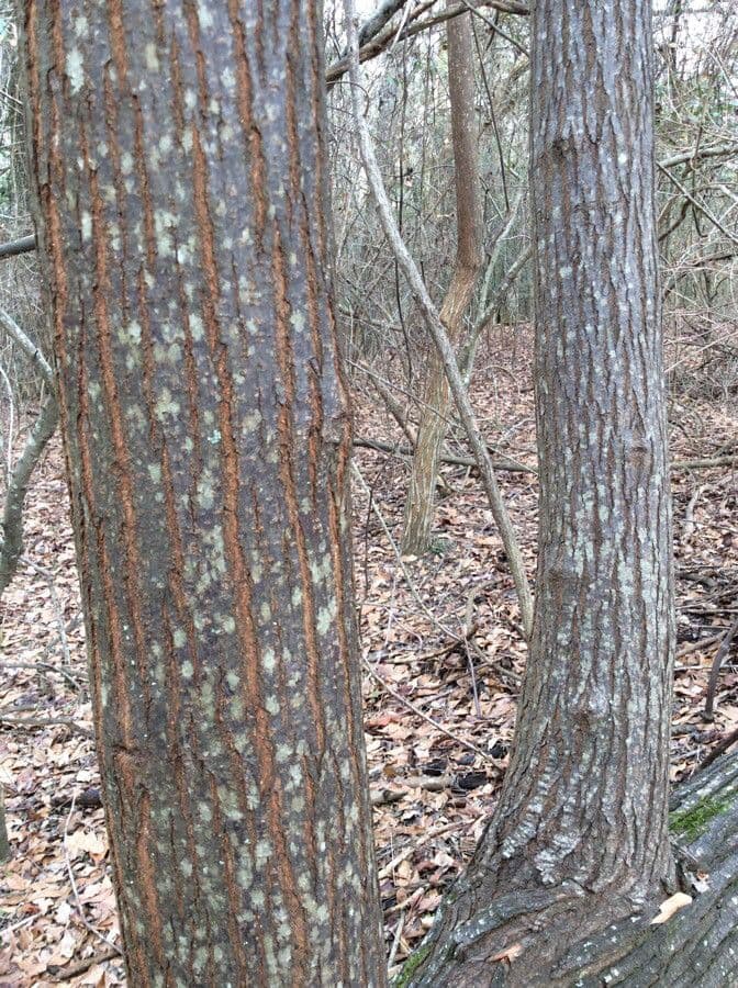 American chestnut 21