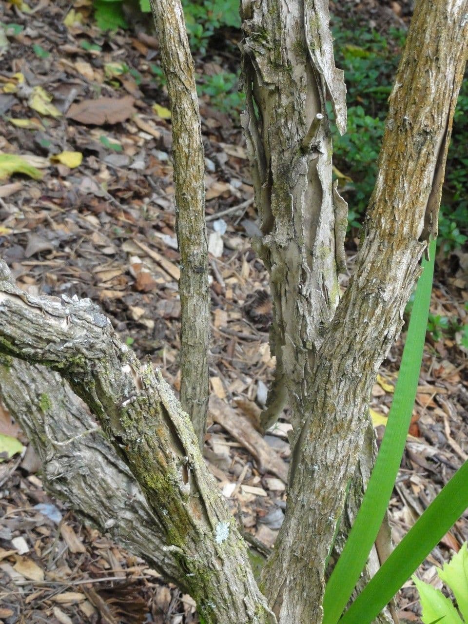 Tree-anomone 19