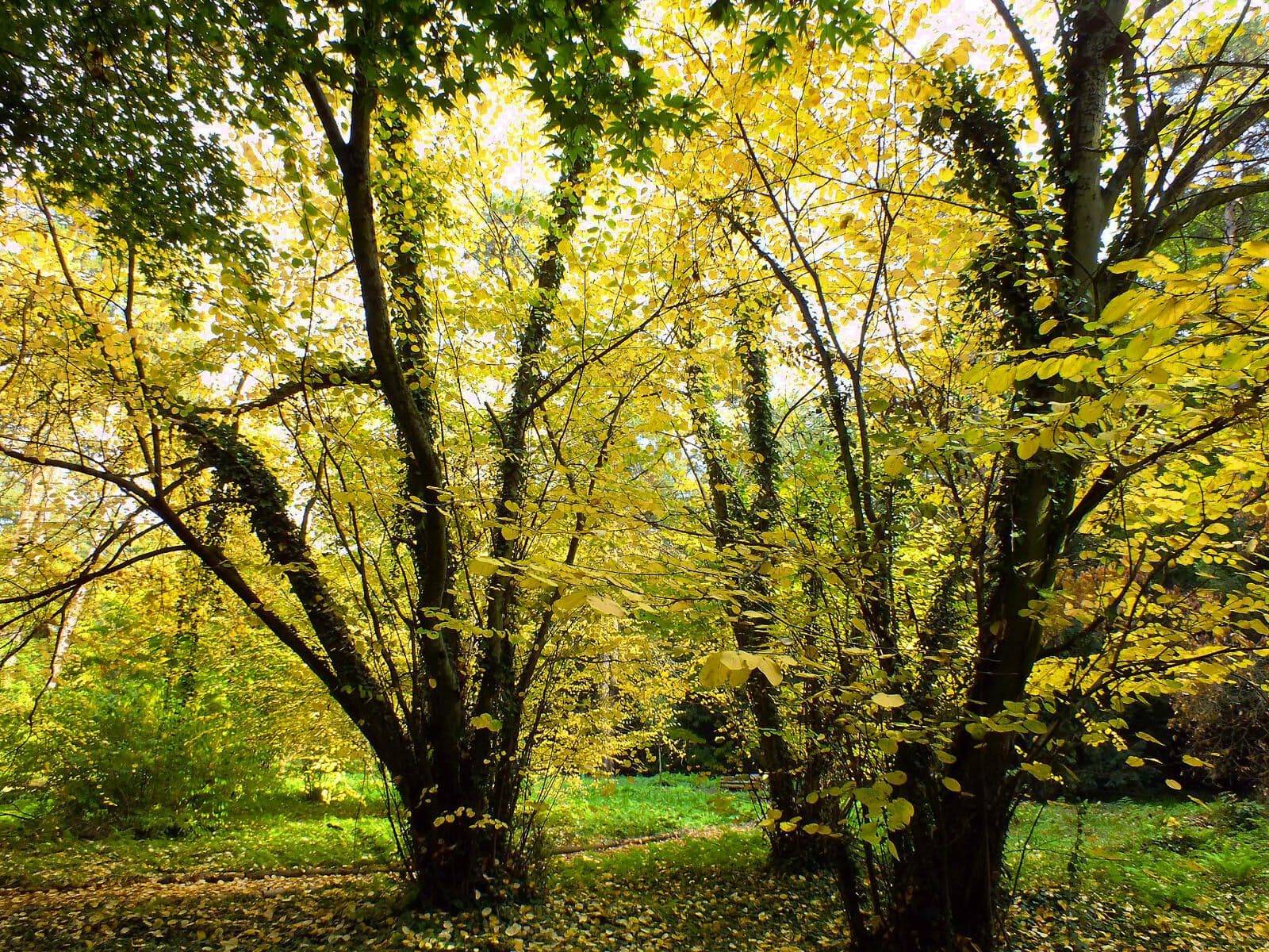 Katsura tree 12