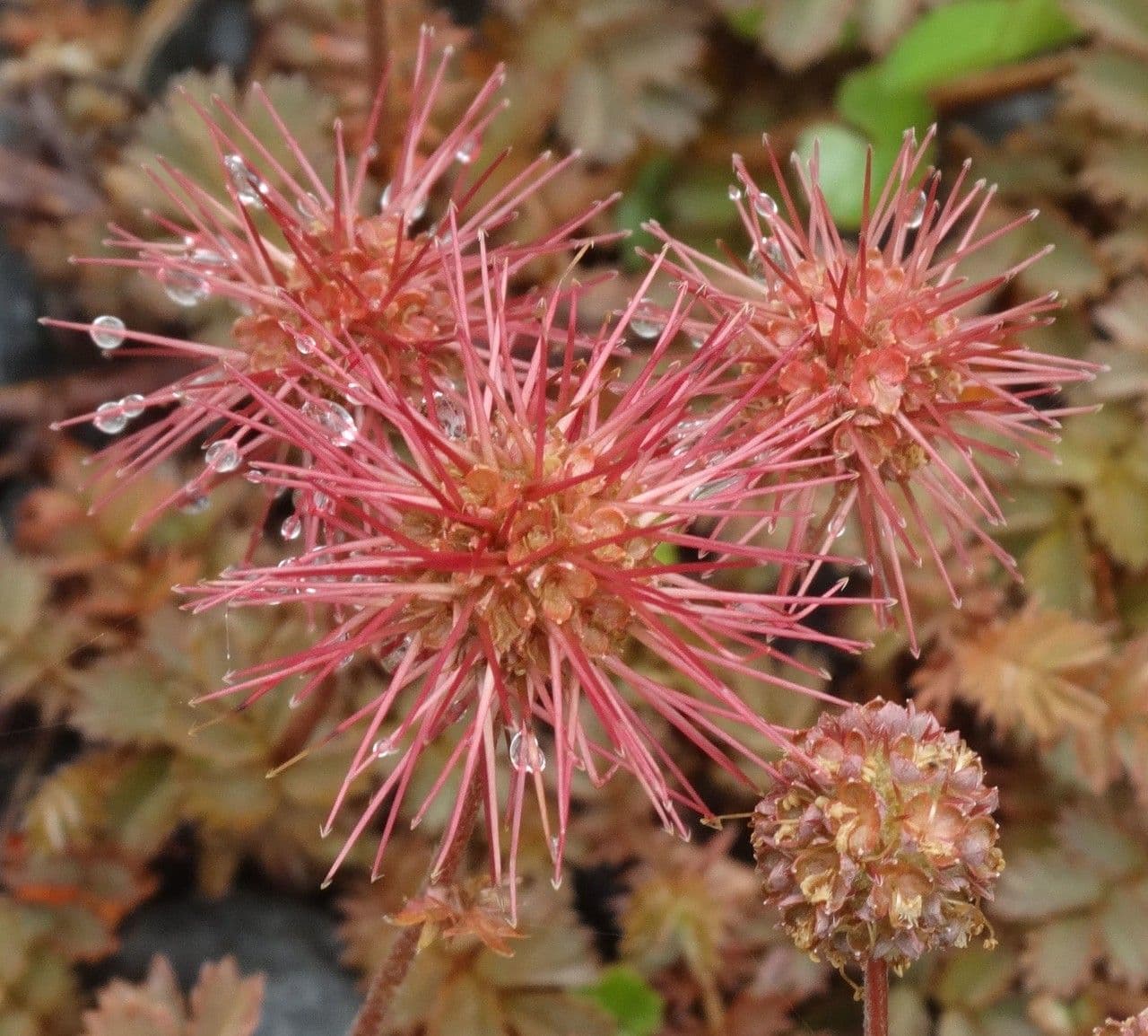 Acaena