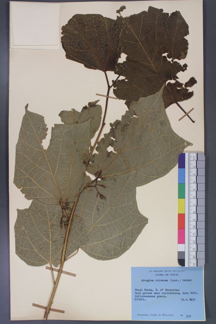 Alangium 20