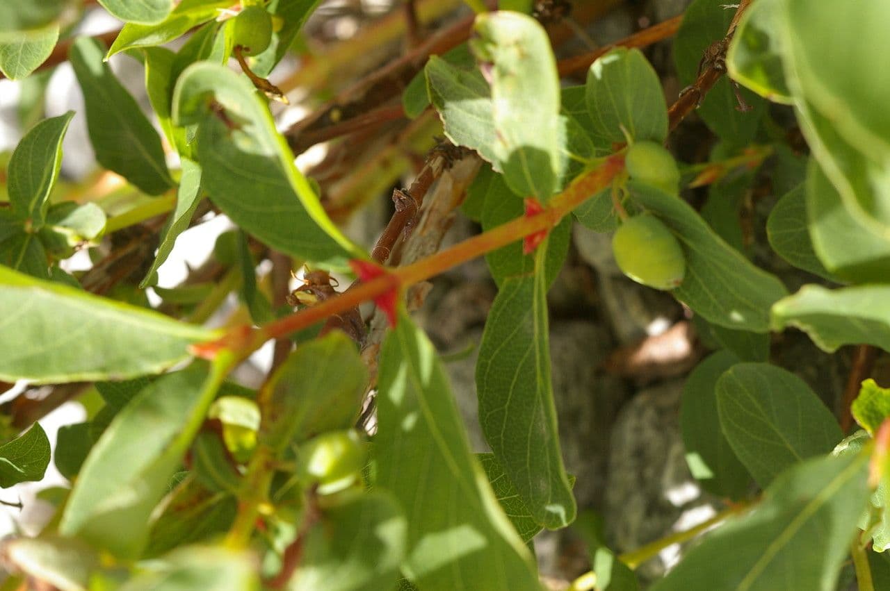 Blue honeysuckle 26