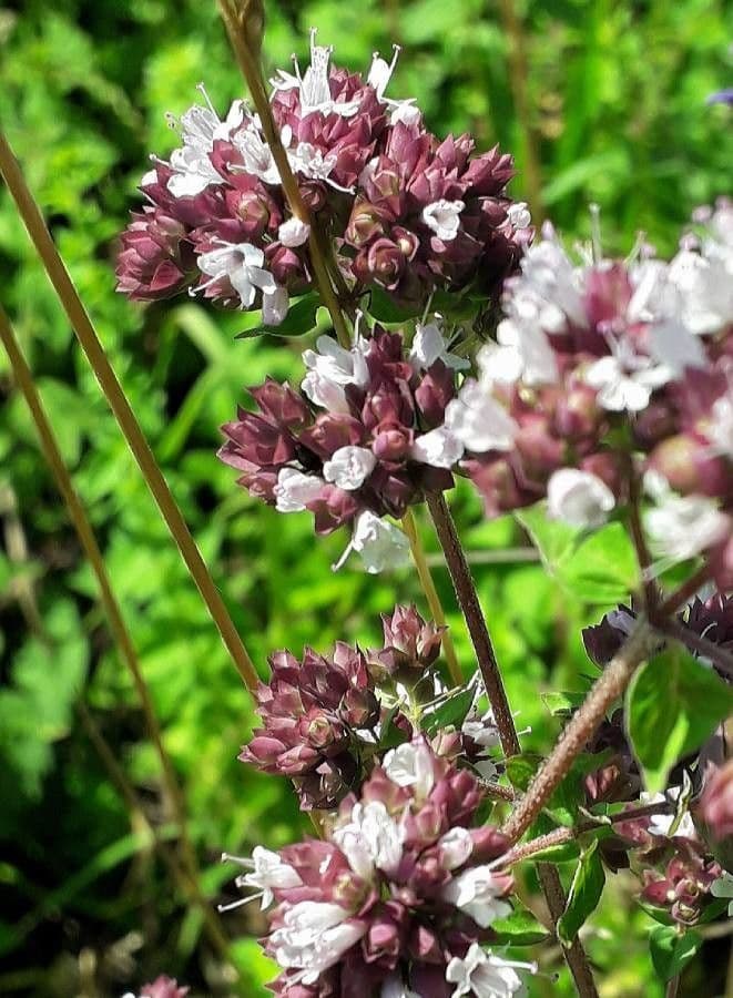 Wild marjoram 6