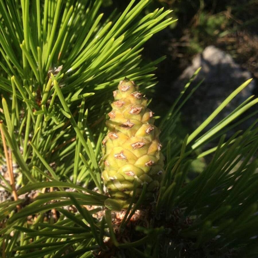 Northern pitch pine 5