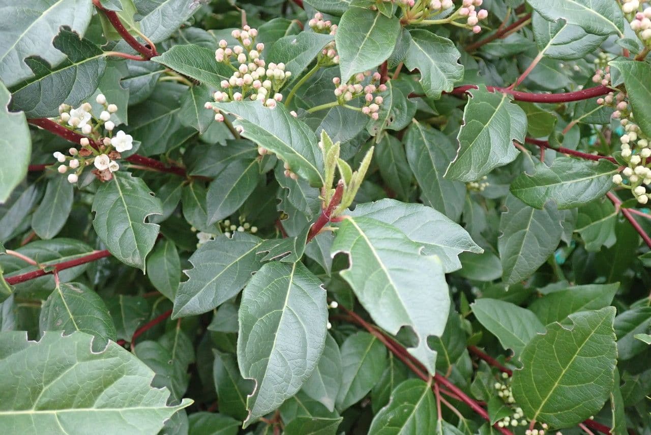 Laurustinus 20