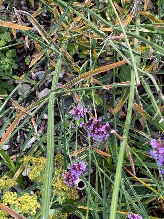 Argentine vervain 23