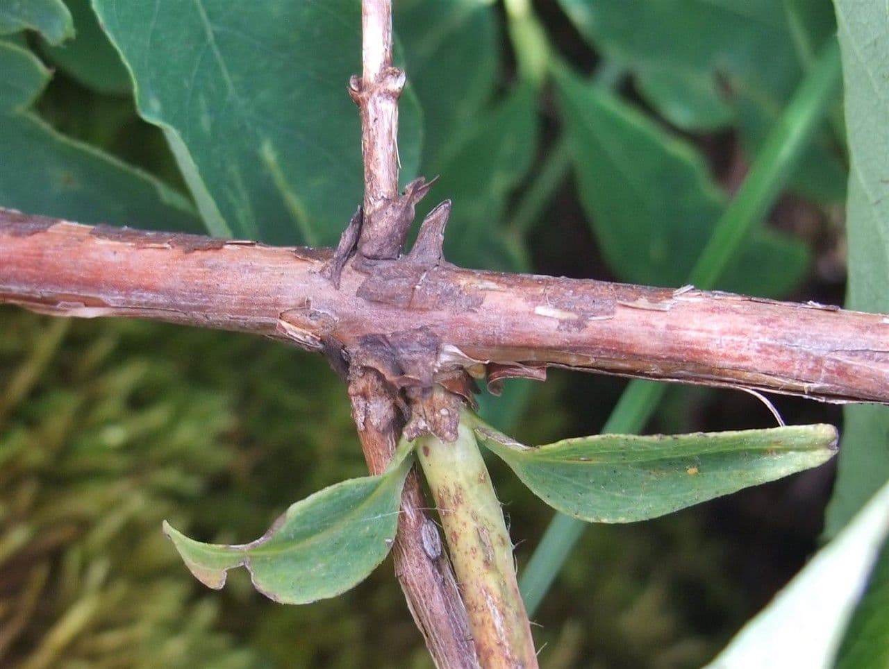 Blue honeysuckle 13