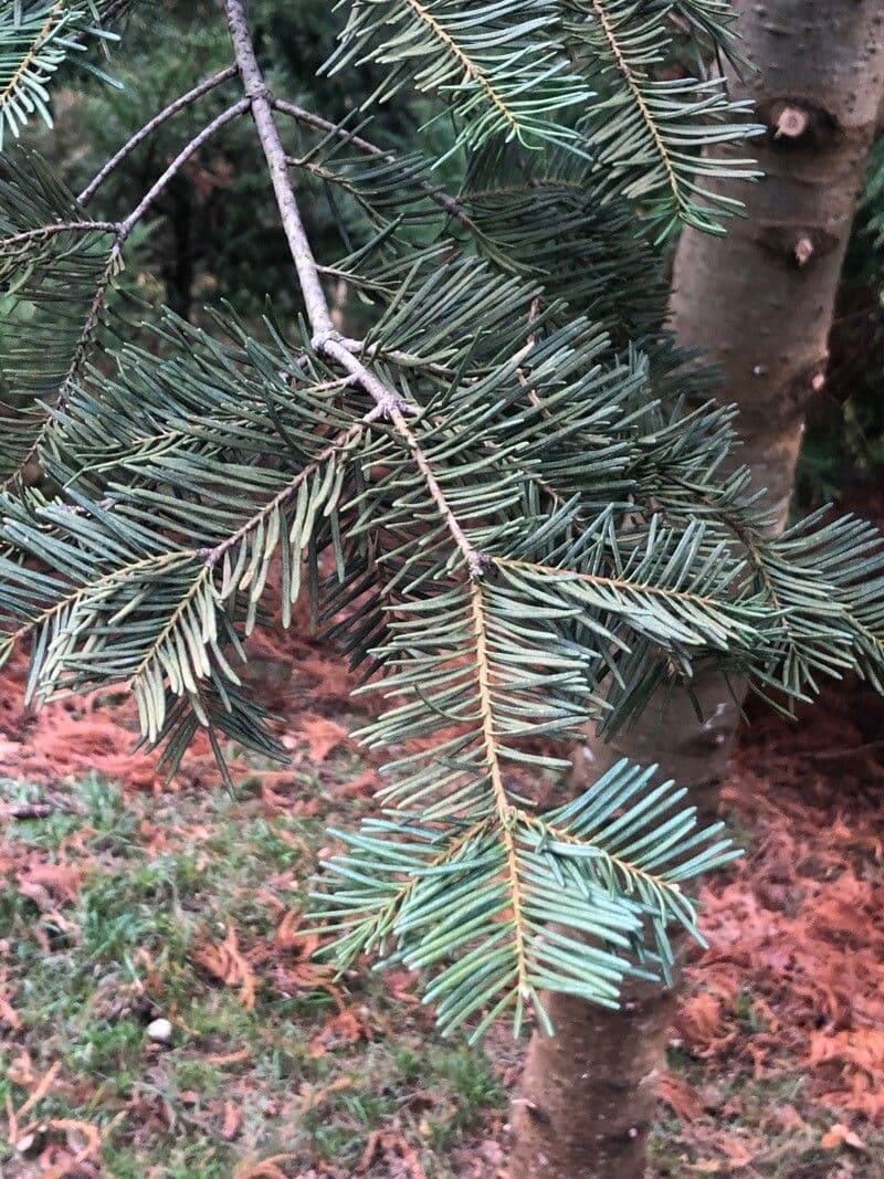 Cascade fir
