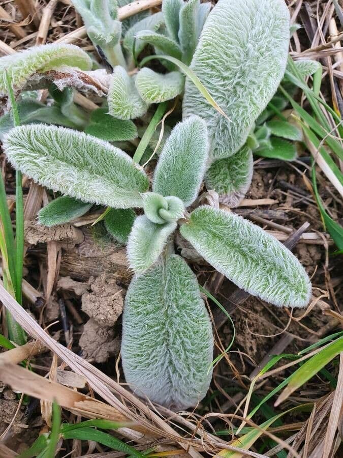 Lamb's-ear 27