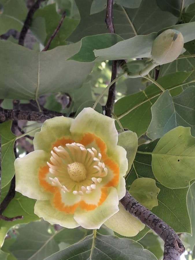 Tulip-poplar 7
