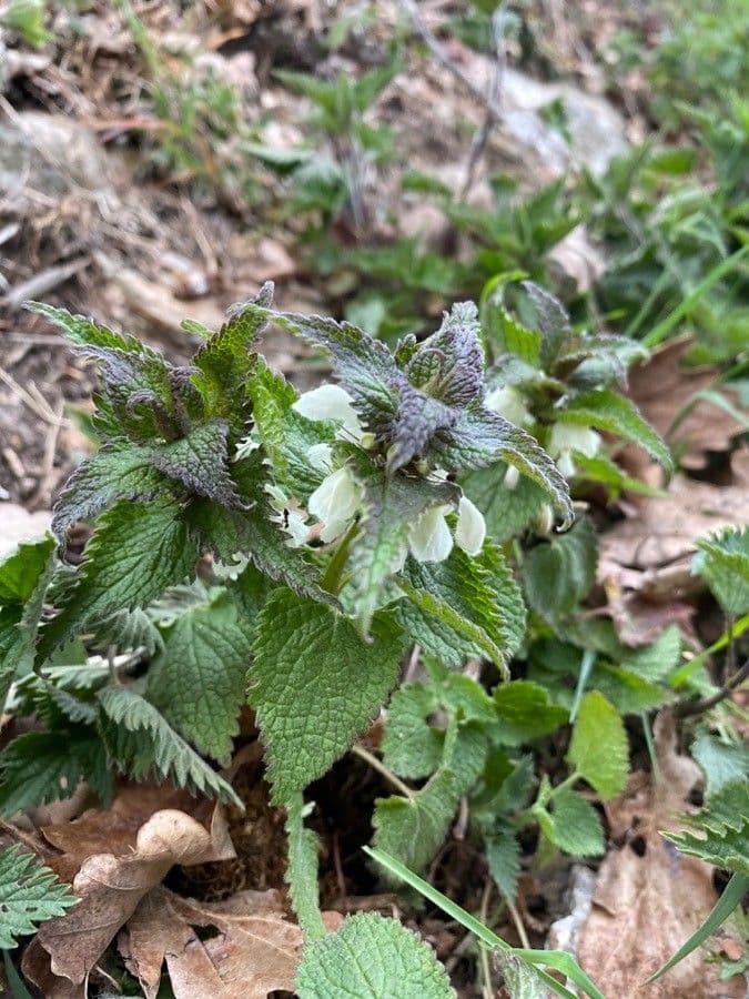 Deadnettle 5
