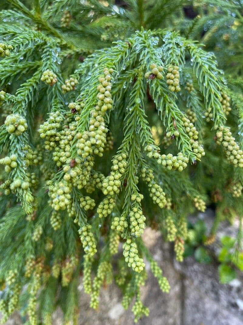 Japanese red-cedar 5