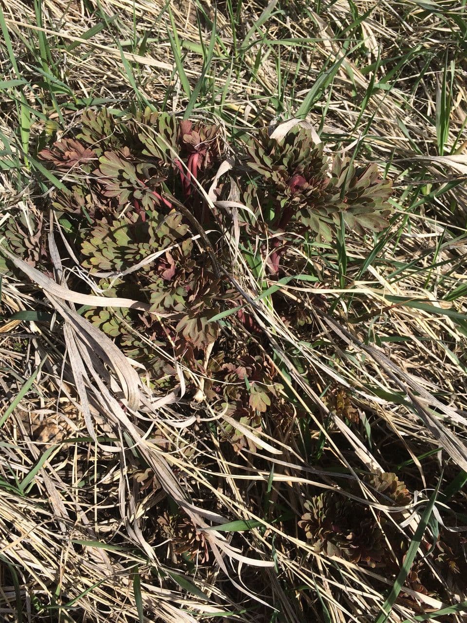 Brown's peony